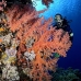 coral_soft_shsh_si_v_0094_egy4790.jpg